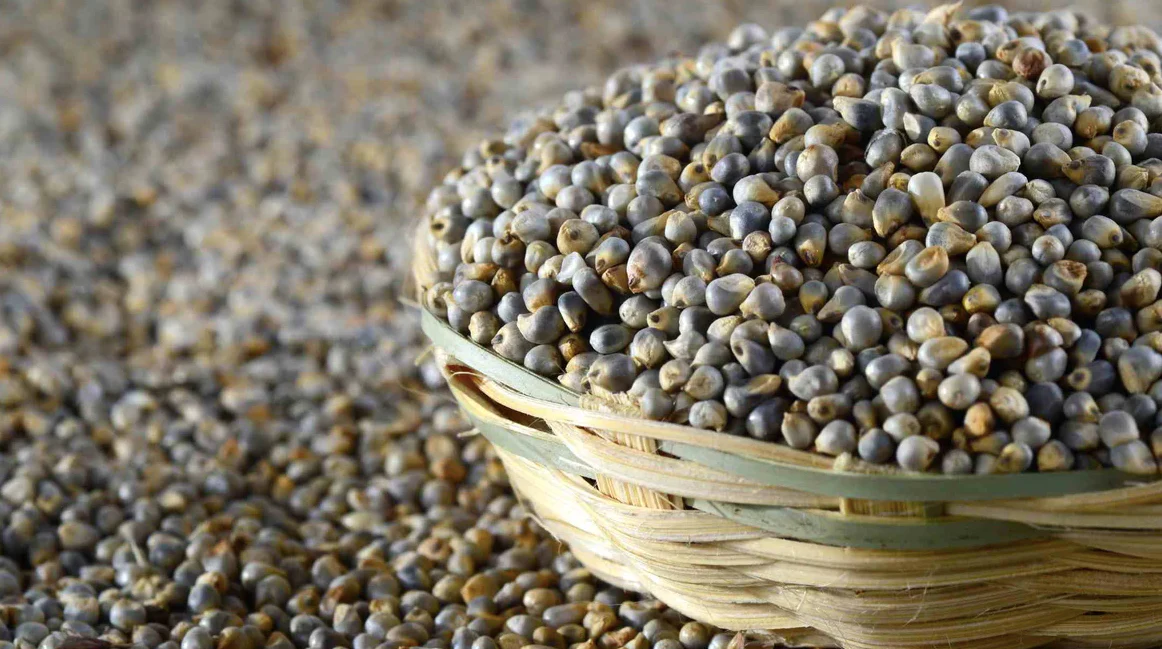 Pearl Millet (Bajra)